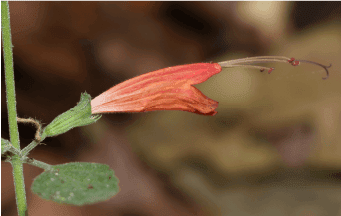 Clinopodium haraverianum, especie nueva para la ciencia